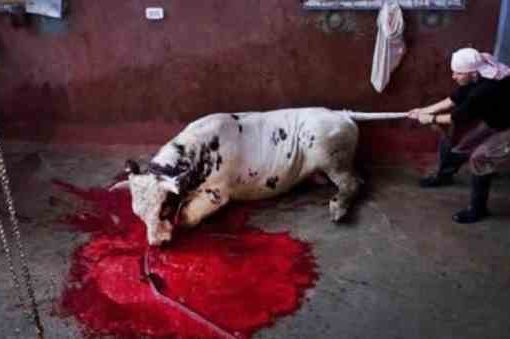Nelle scuole di Bologna arriva la carne halal? Dov’è la sorpresa? halal