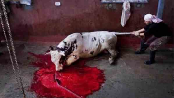 nelle scuole di bologna arriva la carne halal dov8217232 la sorpresa