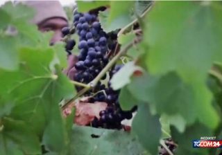 vino sudafricano