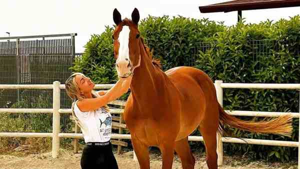 West Nile, cavallo muore dopo il vaccino