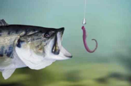 Ora l’Umanità abbocca alla cultura come il pesce all’esca pesce all'esca