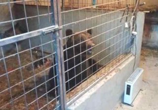orso nella gabbia delle galline