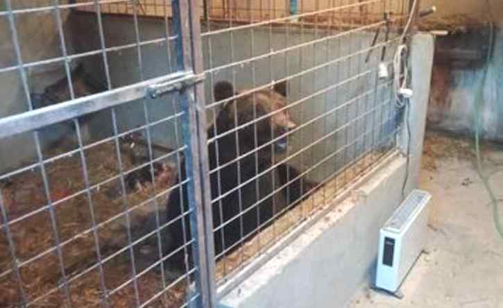 Va a dare da mangiare alle galline, ma in gabbia trova un orso Va a dare da mangiare alle galline, ma in gabbia trova un orso