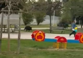 Roma, cinghiali irrompono nel parco giochi