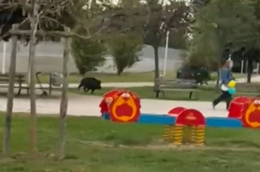 Roma, cinghiali irrompono nel parco giochi