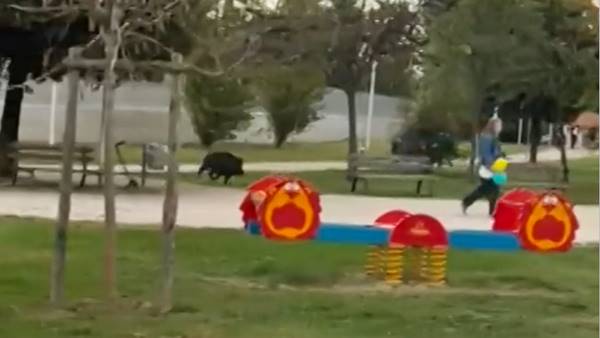 Roma, cinghiali irrompono nel parco giochi: panico tra famiglie e bambini