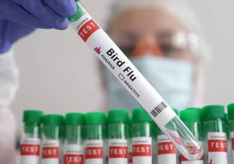 influenza aviaria test