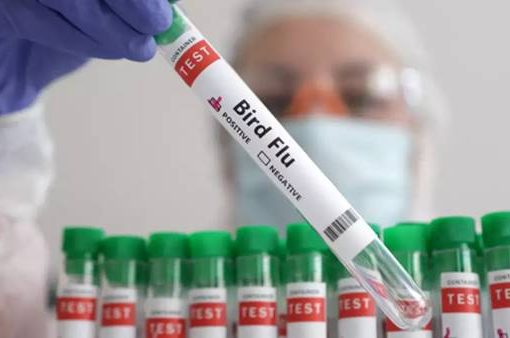 influenza aviaria test