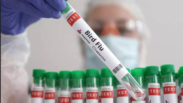 Aviaria, Ecdc (UE) lancia un piano “pre pandemico”