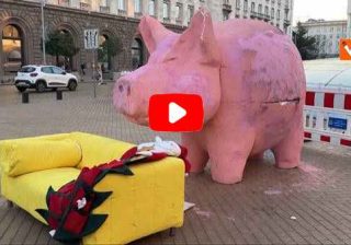 Sofia: enorme maiale in piazza