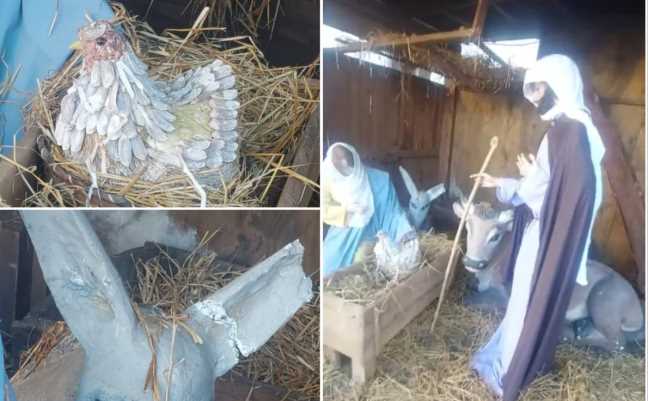 Gallina nella mangiatoia, orecchio dell’asino spezzato: vandalizzato il presepe Gallina nella mangiatoia, orecchio dell’asino spezzato: vandalizzato il presepe