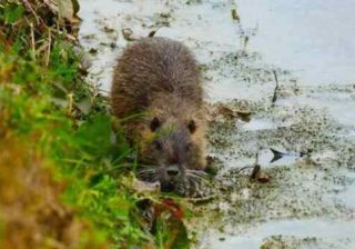nutria