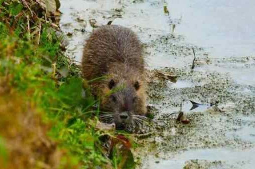 nutria