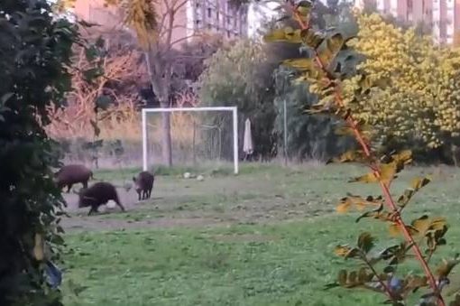 Roma, cinghiali nel campo di calcetto