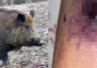 donna aggredita e ferita da un cinghiale