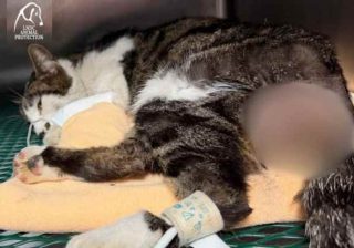 Roma, gattina violentata