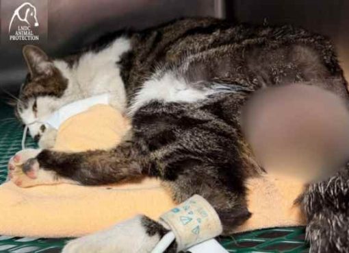 Roma, gattina violentata