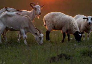 capre e pecore