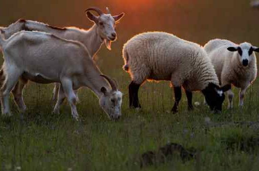 capre e pecore