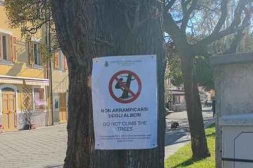 Sestri Levante, nuova ordinanza: vietato arrampicarsi sugli alberi
