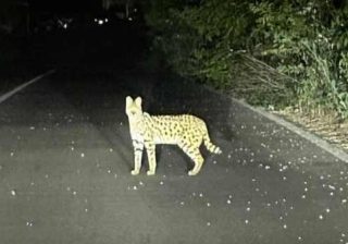 gattopardo africano
