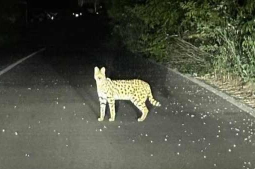 gattopardo africano