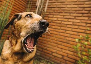 cane malato di rabbia