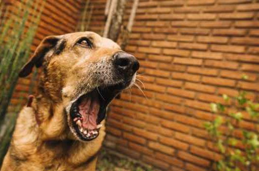 cane malato di rabbia
