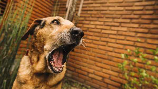 cane malato di rabbia