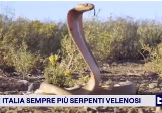 OMS serpenti