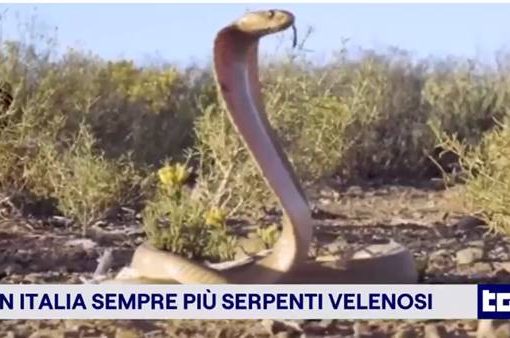 OMS serpenti