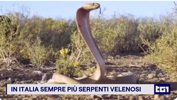 OMS serpenti