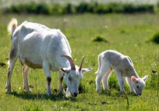 capra e agnello
