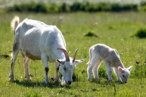 capra e agnello