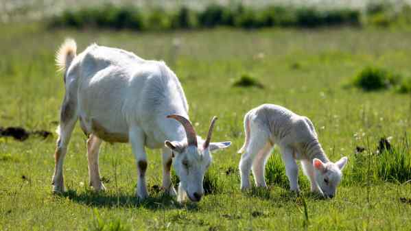 capra e agnello