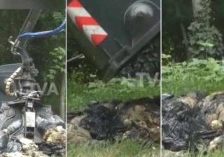 Decine di carcasse di ovini nei boschi, dubbi sulla festa islamica