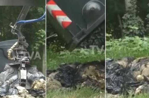 Decine di carcasse di ovini nei boschi, dubbi sulla festa islamica