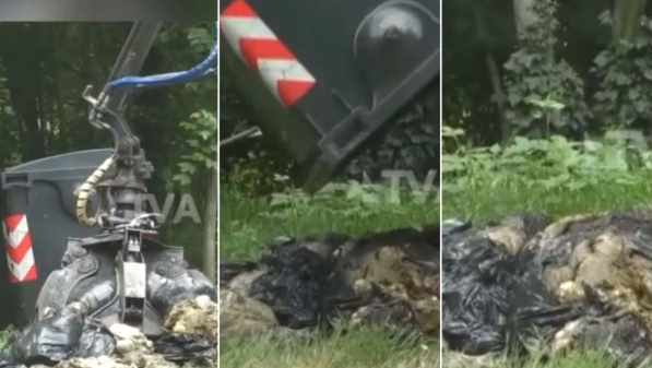 Decine di carcasse di ovini nei boschi, dubbi sull