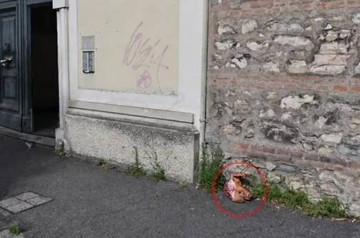 Brescia, testa di maiale presso il portone della futura moschea